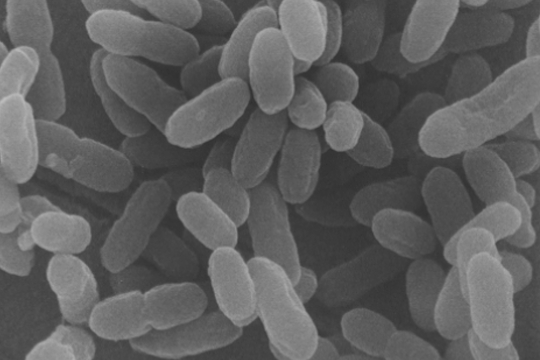 酢酸菌の顕微鏡画像